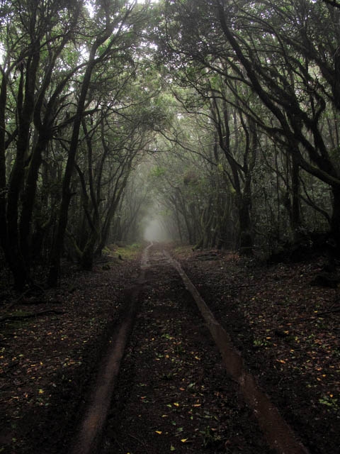 Forest Road