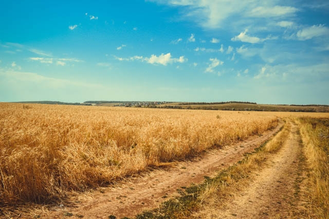 Road through a field