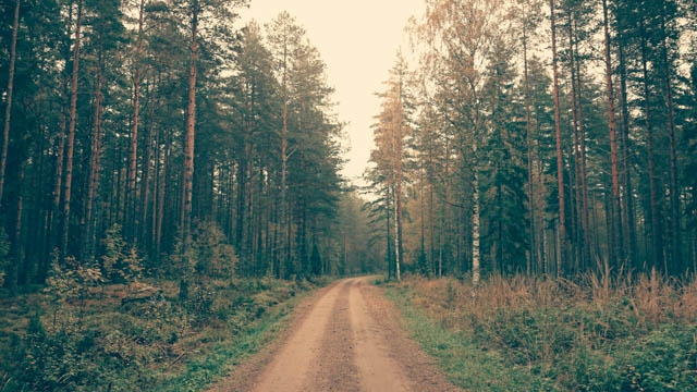 Forest Road